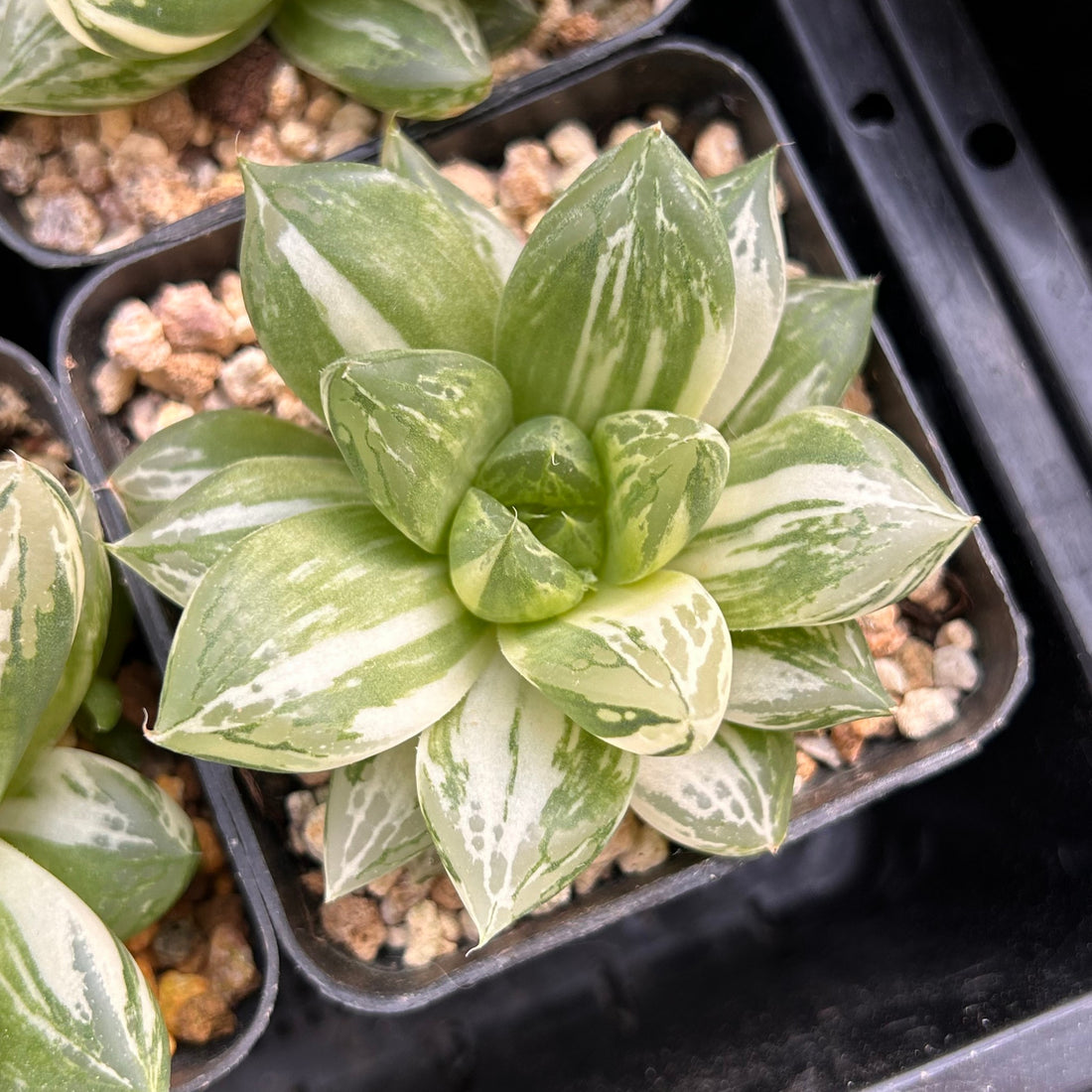 3'' Haworthia Cymbiformis Variegated, Rare Live Succulent Plants