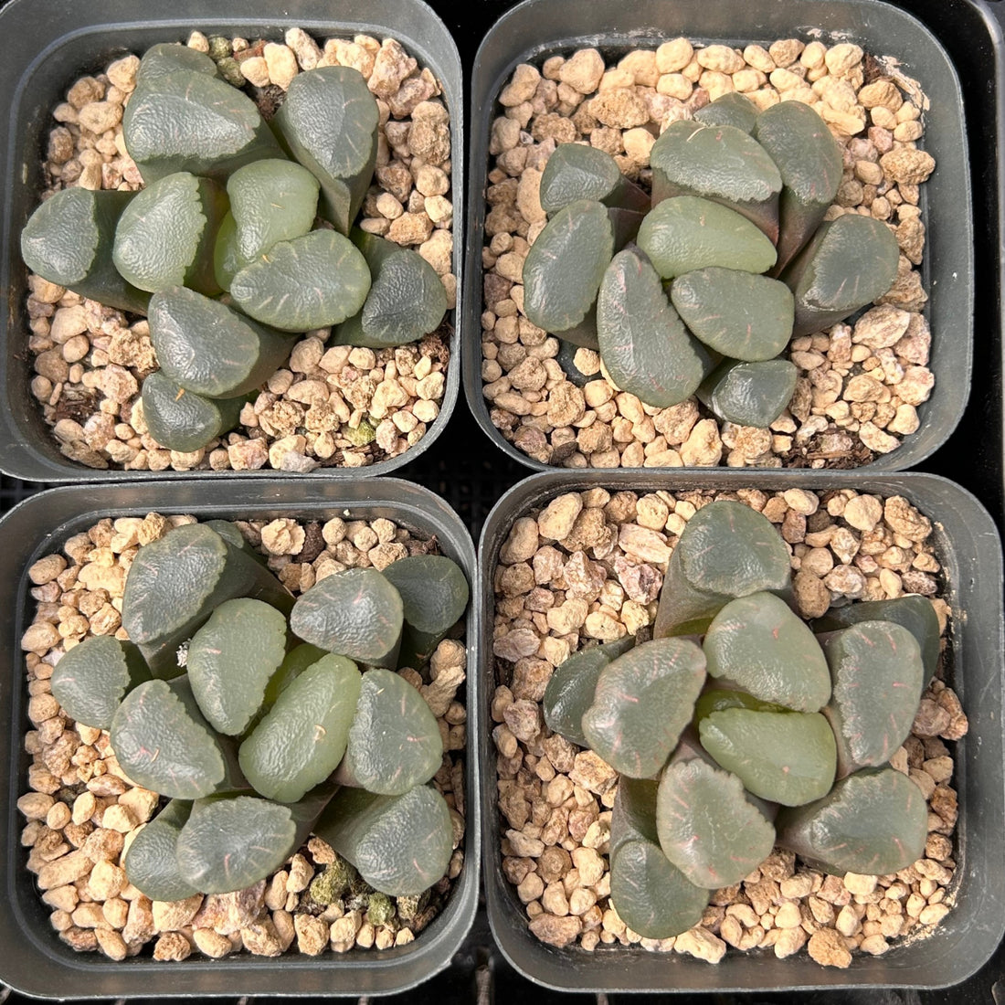 2'' Haworthia Maughanii Red Moon, Rare Live Succulent Plants