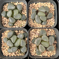 2'' Haworthia Maughanii Red Moon, Rare Live Succulent Plants