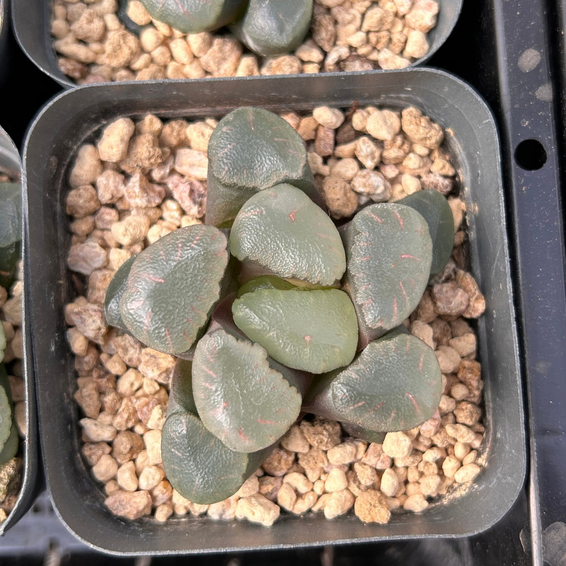 2'' Haworthia Maughanii Red Moon, Rare Live Succulent Plants