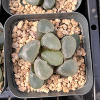 2'' Haworthia Maughanii Red Moon, Rare Live Succulent Plants