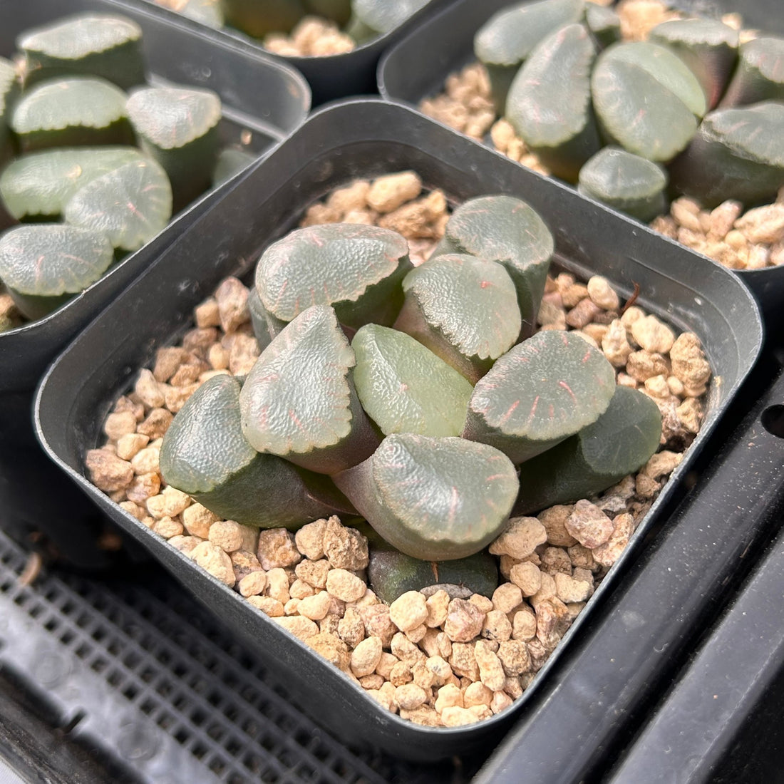 2'' Haworthia Maughanii Red Moon, Rare Live Succulent Plants