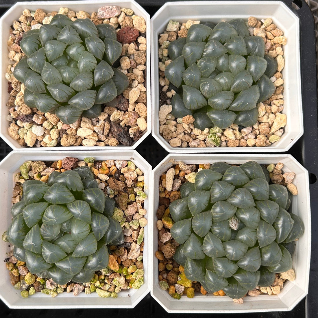 2'' Haworthia Cooperi Ice Lantern, Rare Live Succulent Plants