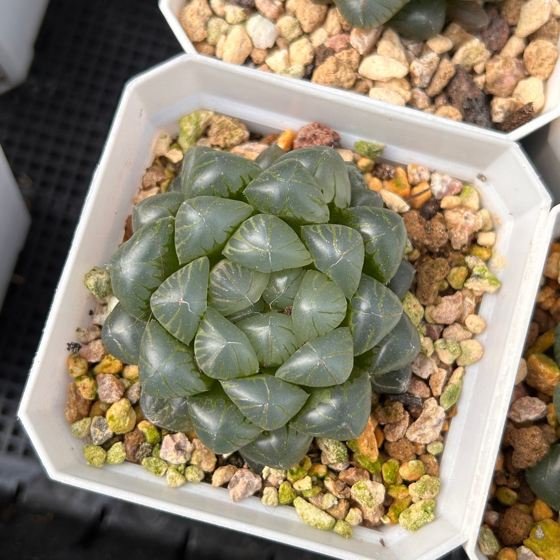 2'' Haworthia Cooperi Ice Lantern, Rare Live Succulent Plants