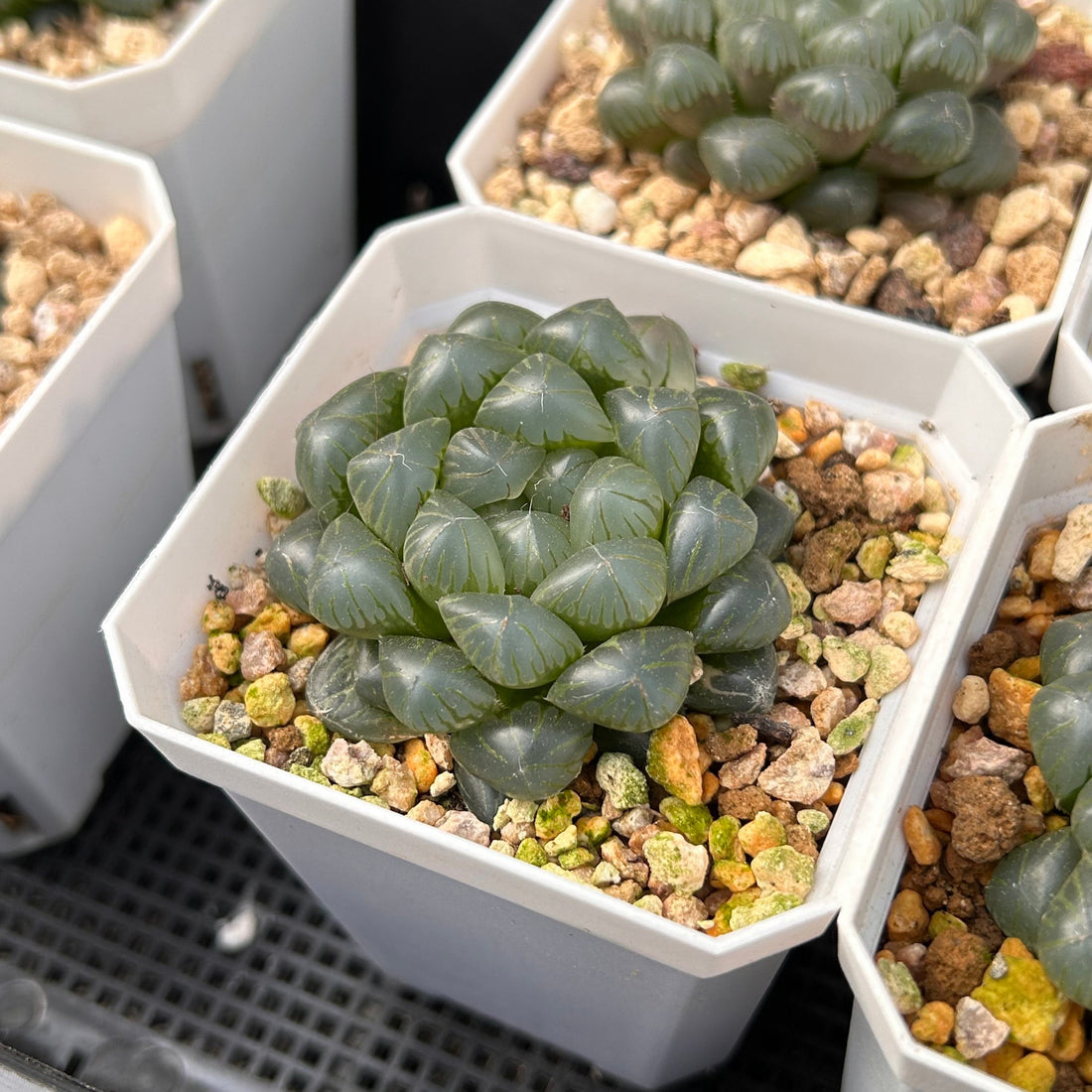 2'' Haworthia Cooperi Ice Lantern, Rare Live Succulent Plants