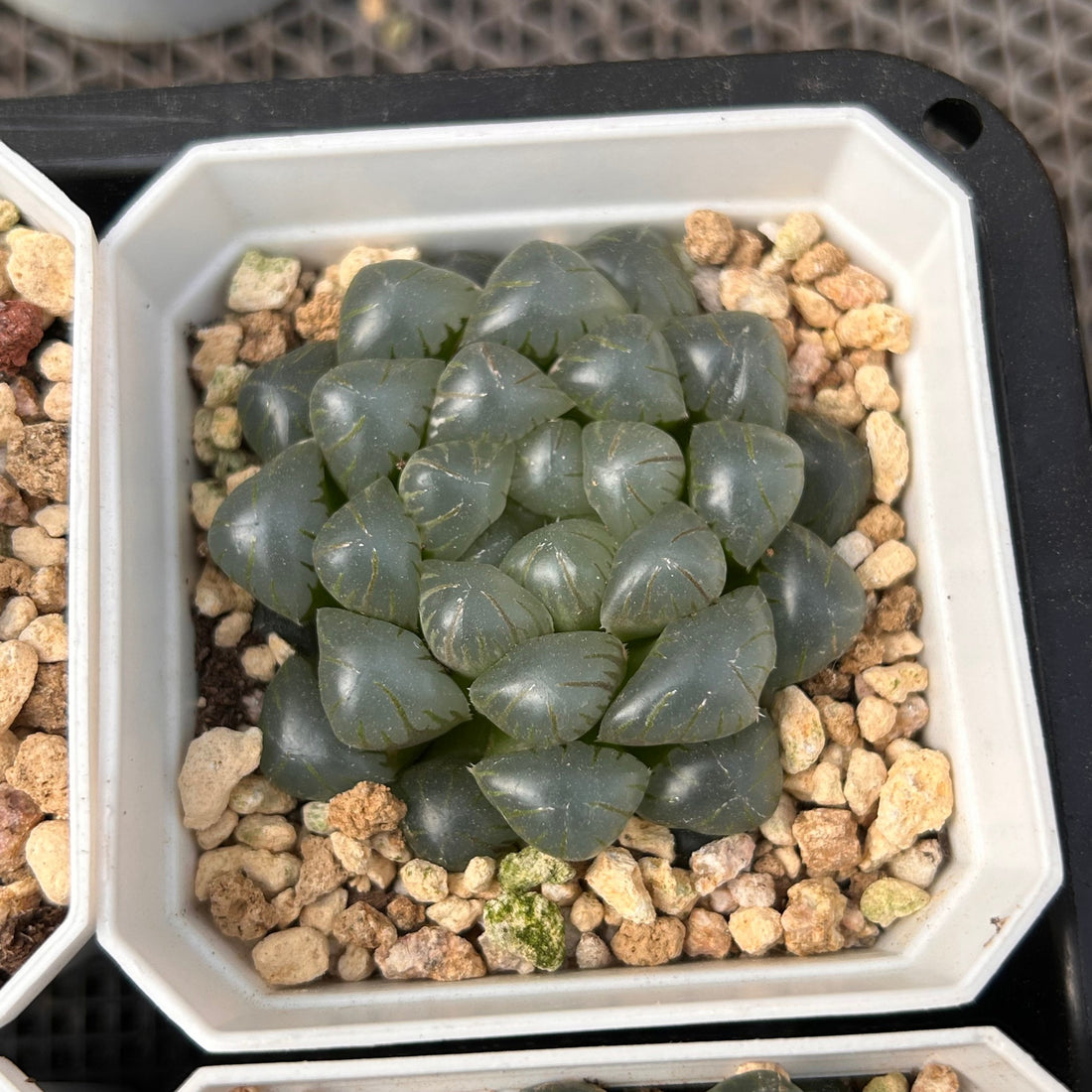 2'' Haworthia Cooperi Ice Lantern, Rare Live Succulent Plants