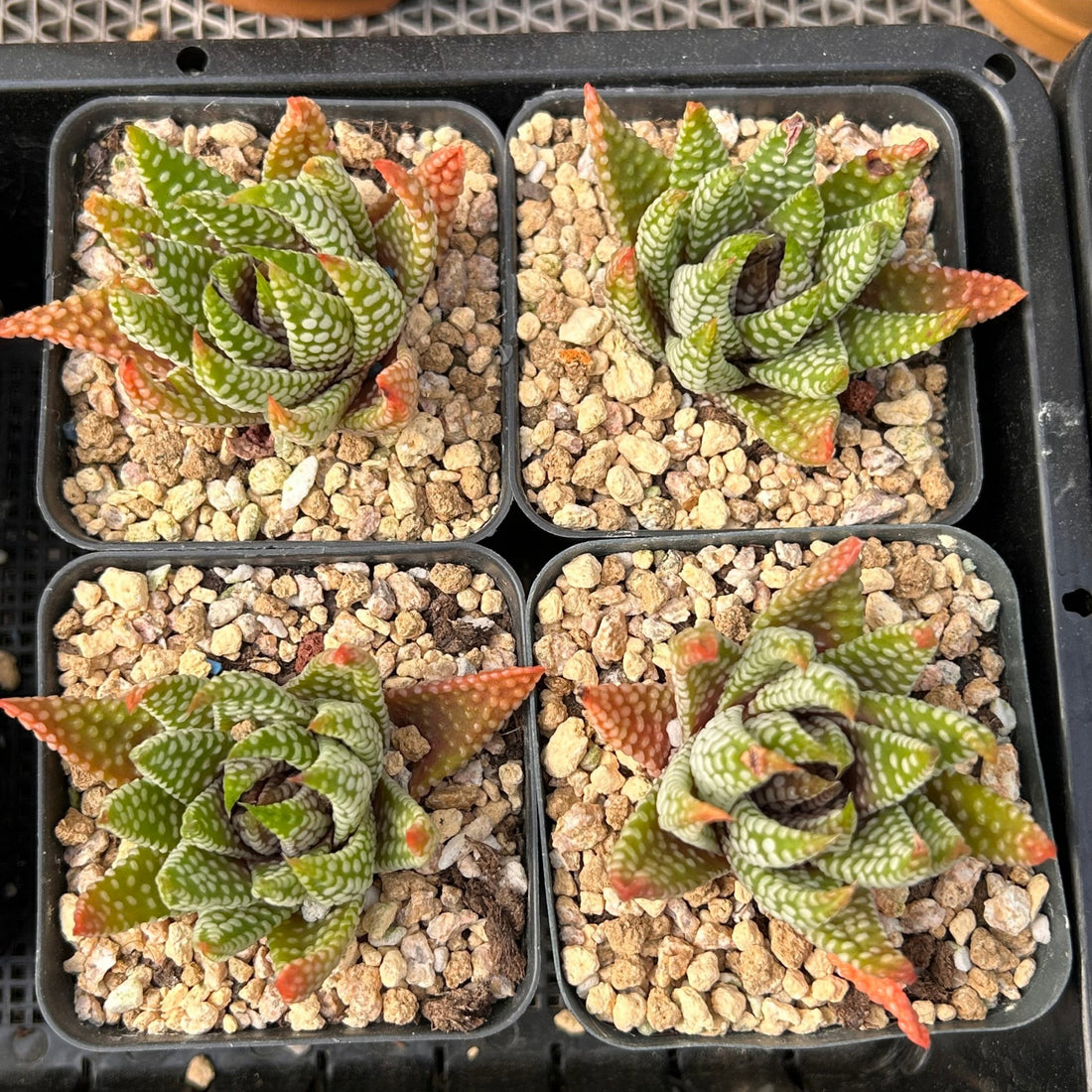 2'' Haworthia Emperor, Rare Live Succulent Plants