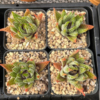 2'' Haworthia Emperor, Rare Live Succulent Plants