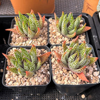 2'' Haworthia Emperor, Rare Live Succulent Plants
