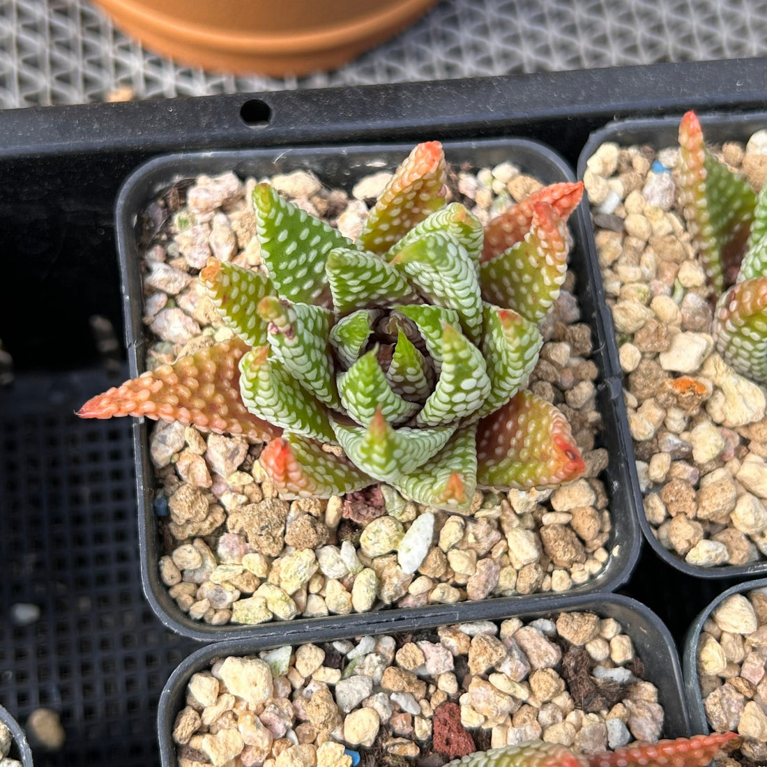 2'' Haworthia Emperor, Rare Live Succulent Plants