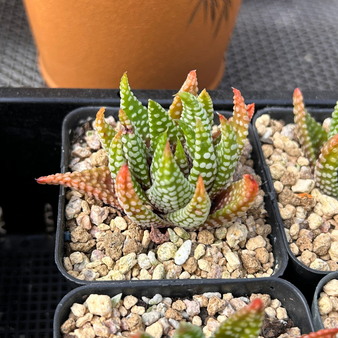 2'' Haworthia Emperor, Rare Live Succulent Plants