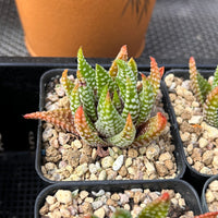 2'' Haworthia Emperor, Rare Live Succulent Plants