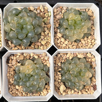 2'' Haworthia Cooperi Ice Lantern Variegated, Rare Live Succulent Plants