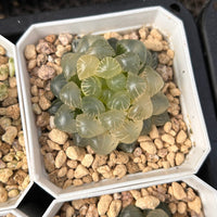 2'' Haworthia Cooperi Ice Lantern Variegated, Rare Live Succulent Plants