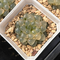 2'' Haworthia Cooperi Ice Lantern Variegated, Rare Live Succulent Plants