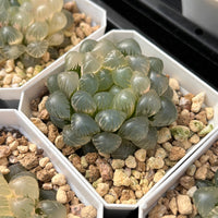 2'' Haworthia Cooperi Ice Lantern Variegated, Rare Live Succulent Plants