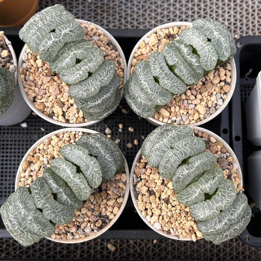 3.5'' Haworthia Truncate Yuji, Rare Live Succulent Plants