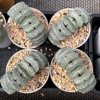 3.5'' Haworthia Truncate Yuji, Rare Live Succulent Plants
