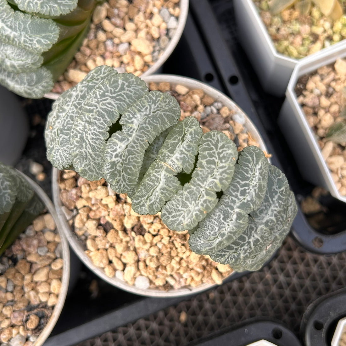 3.5'' Haworthia Truncate Yuji, Rare Live Succulent Plants