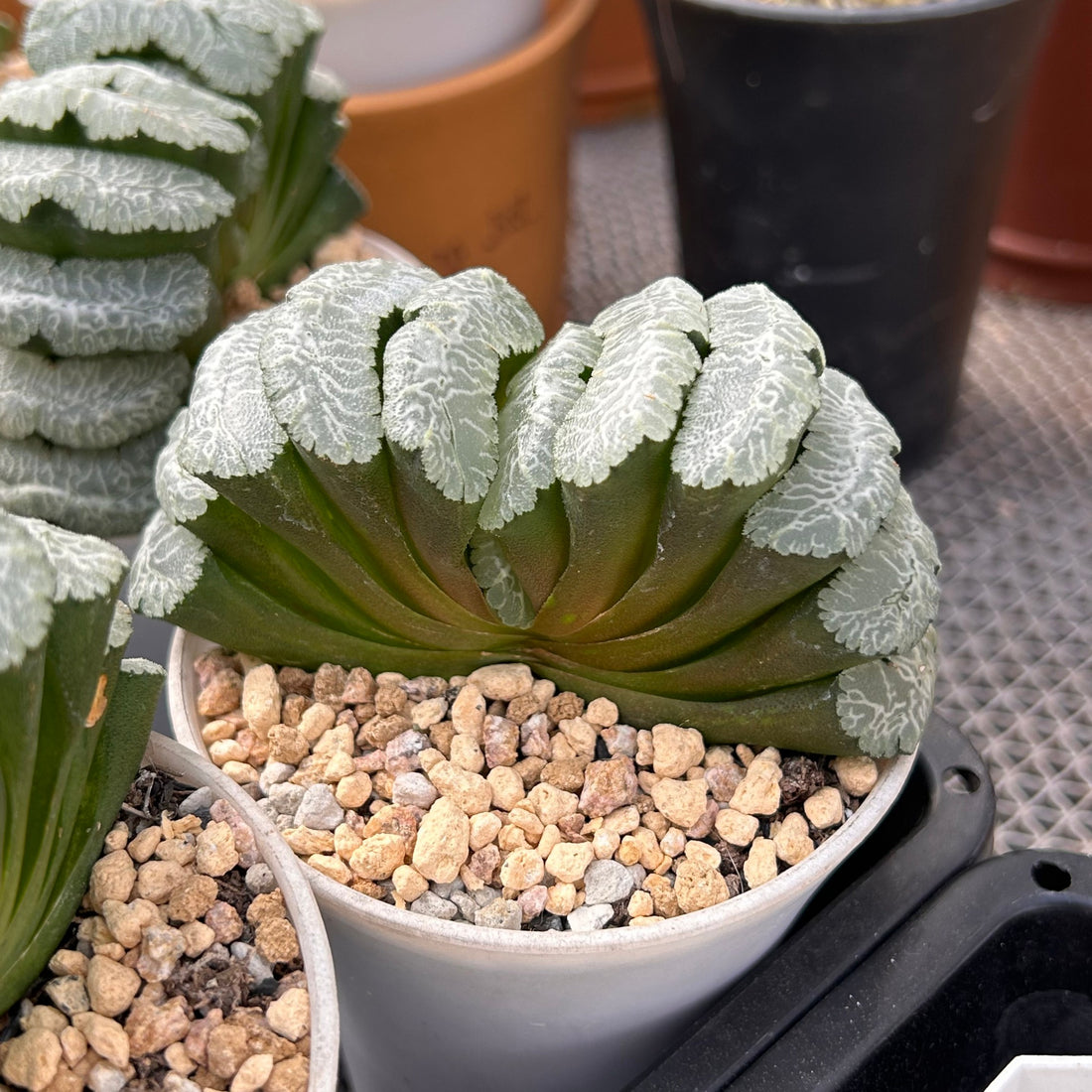 3.5'' Haworthia Truncate Yuji, Rare Live Succulent Plants