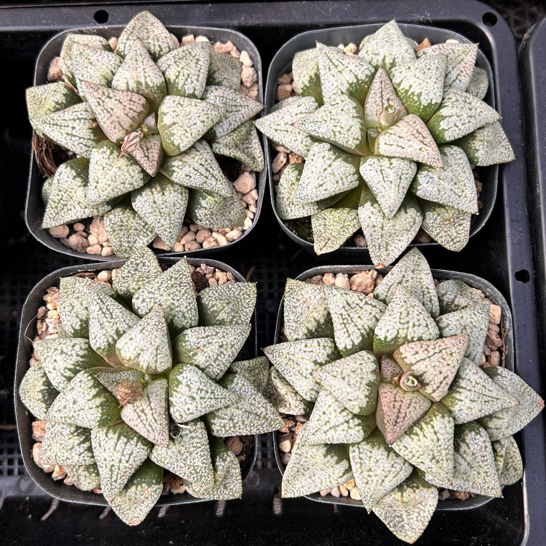 2'' Haworthia Okubo Pando Silver, Rare Live Succulent Plants
