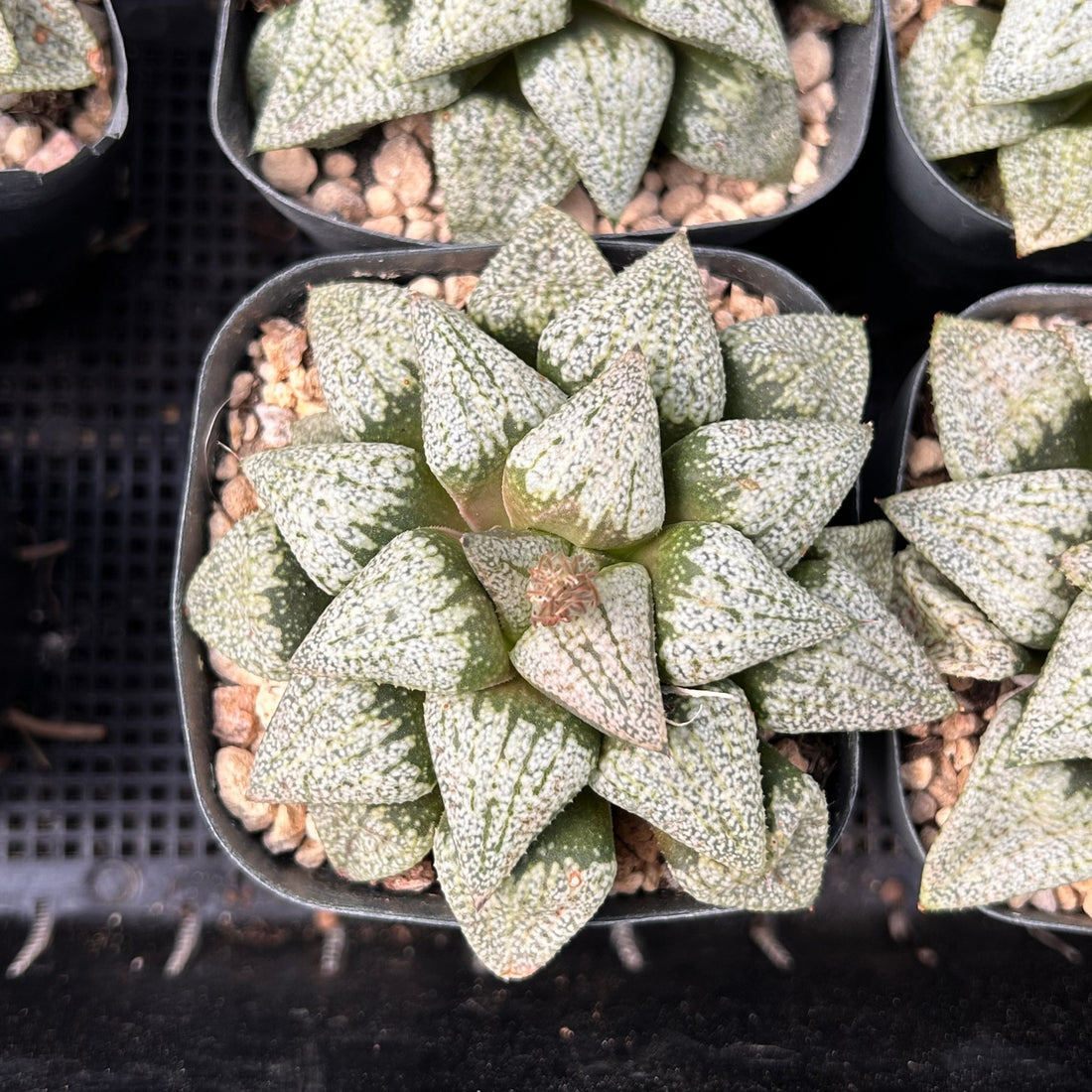 2'' Haworthia Okubo Pando Silver, Rare Live Succulent Plants