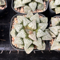 2'' Haworthia Okubo Pando Silver, Rare Live Succulent Plants