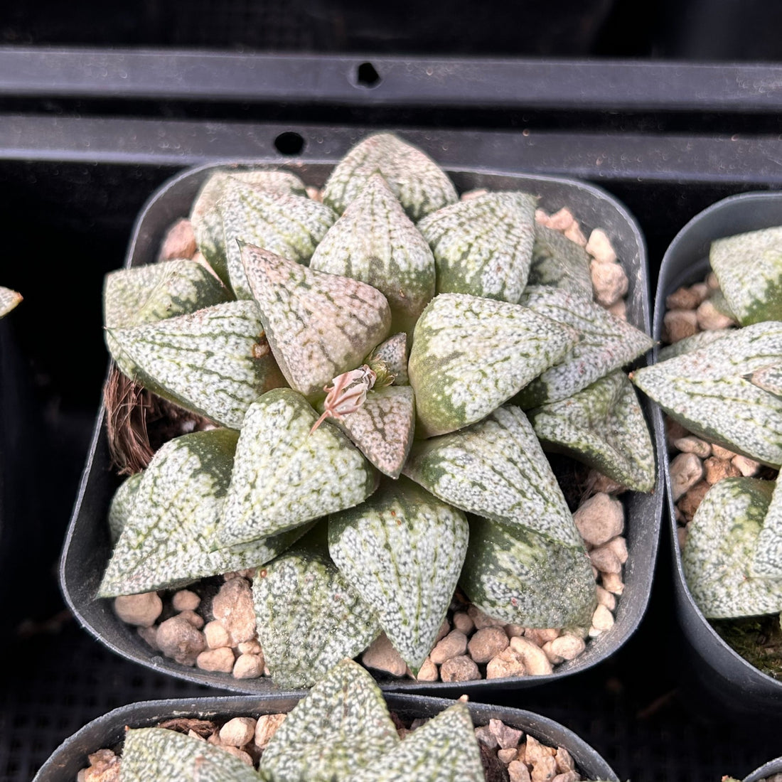 2'' Haworthia Okubo Pando Silver, Rare Live Succulent Plants