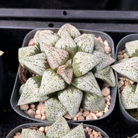 2'' Haworthia Okubo Pando Silver, Rare Live Succulent Plants