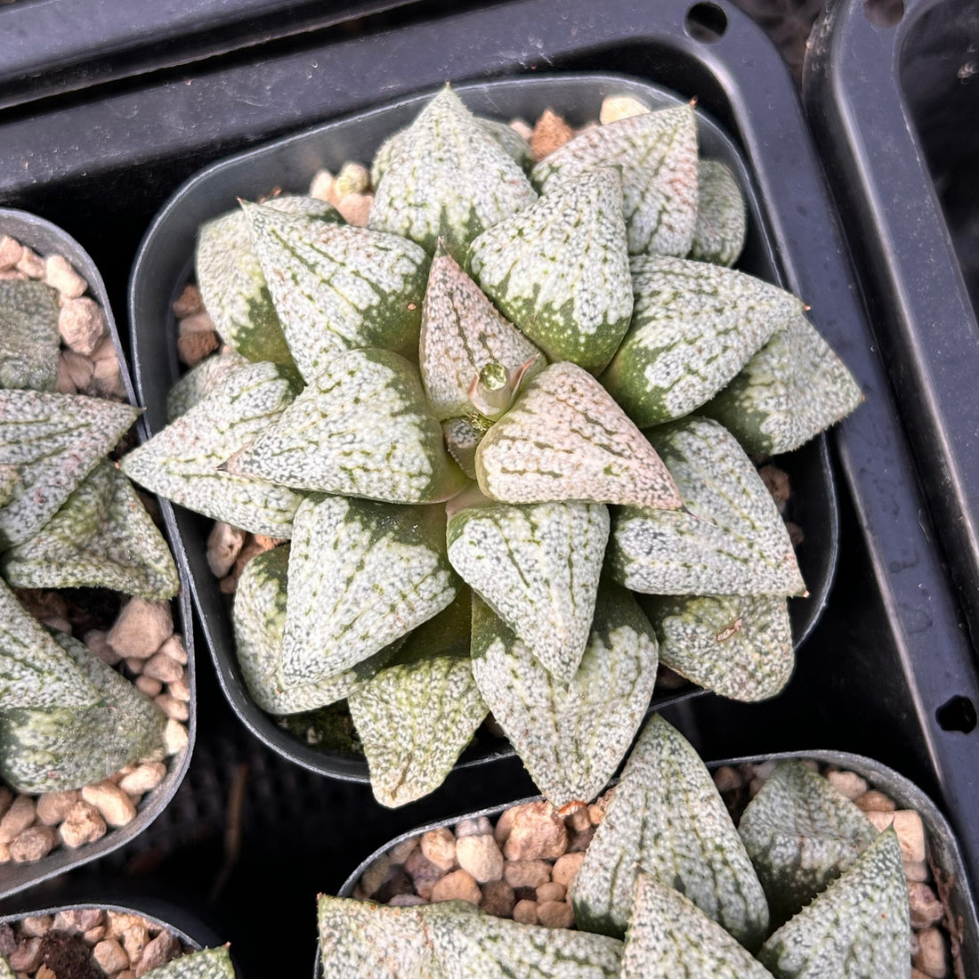 2'' Haworthia Okubo Pando Silver, Rare Live Succulent Plants