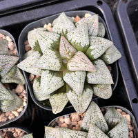 2'' Haworthia Okubo Pando Silver, Rare Live Succulent Plants