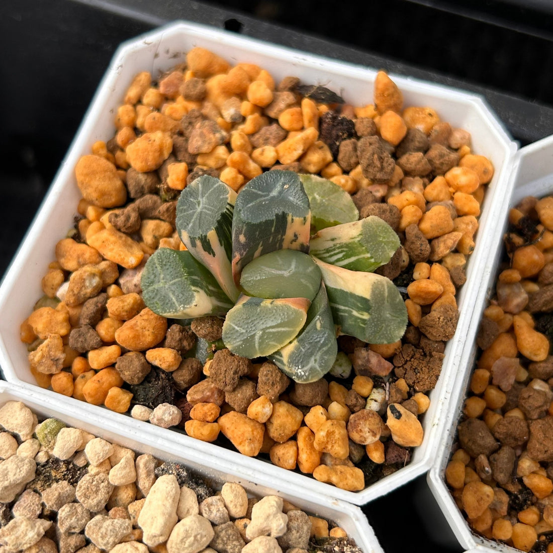 2'' Haworthia Maughanii Fuji Variegated, Rare Live Succulent Plants