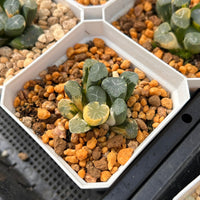 2'' Haworthia Maughanii Fuji Variegated, Rare Live Succulent Plants