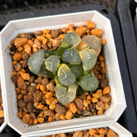 2'' Haworthia Maughanii Fuji Variegated, Rare Live Succulent Plants