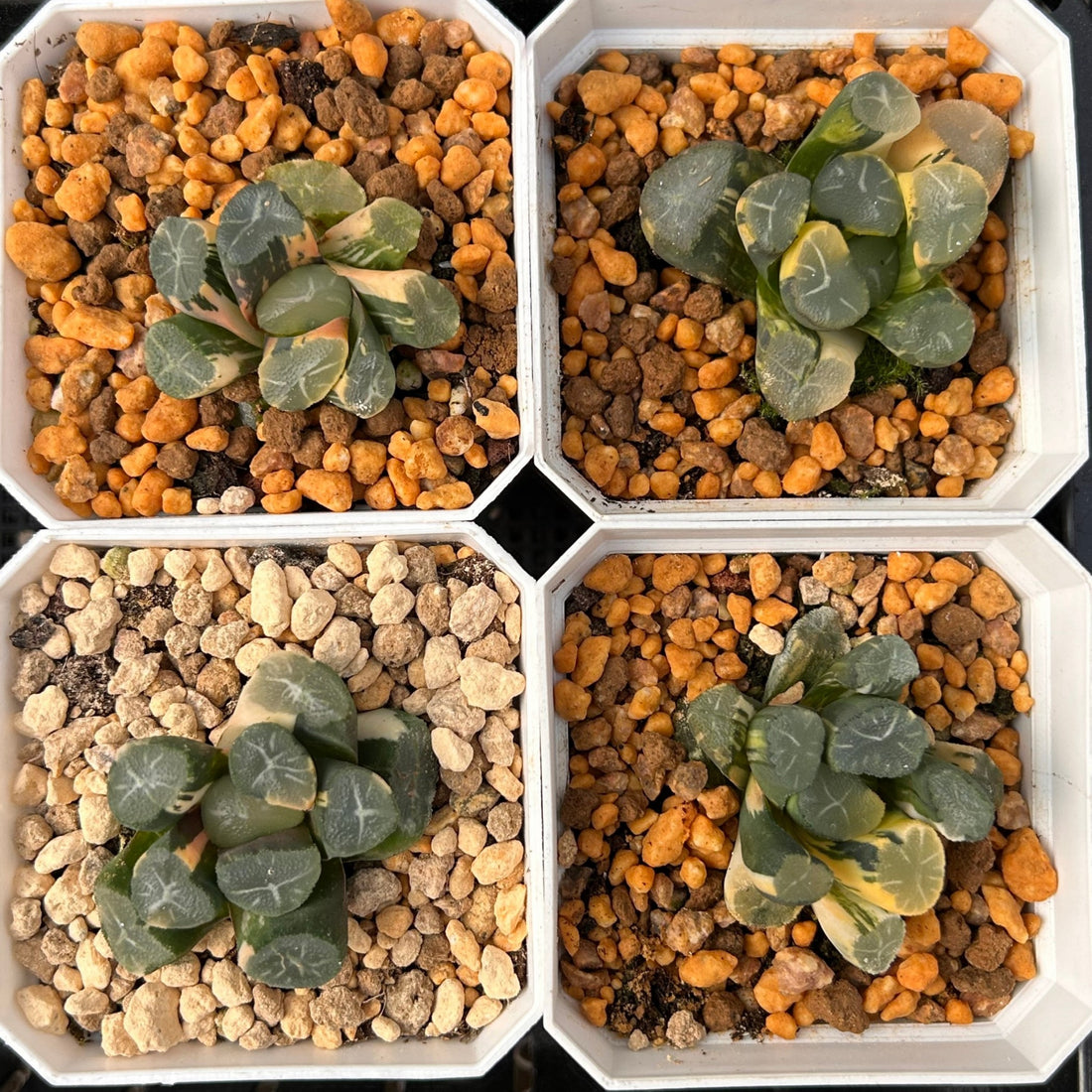 2'' Haworthia Maughanii Fuji Variegated, Rare Live Succulent Plants