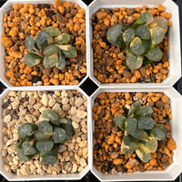2'' Haworthia Maughanii Fuji Variegated, Rare Live Succulent Plants