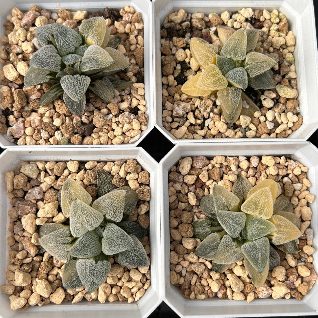 2'' Haworthia Pygmaea Variegated, Rare Live Succulent Plants