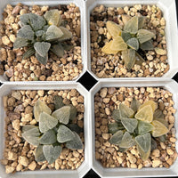 2'' Haworthia Pygmaea Variegated, Rare Live Succulent Plants