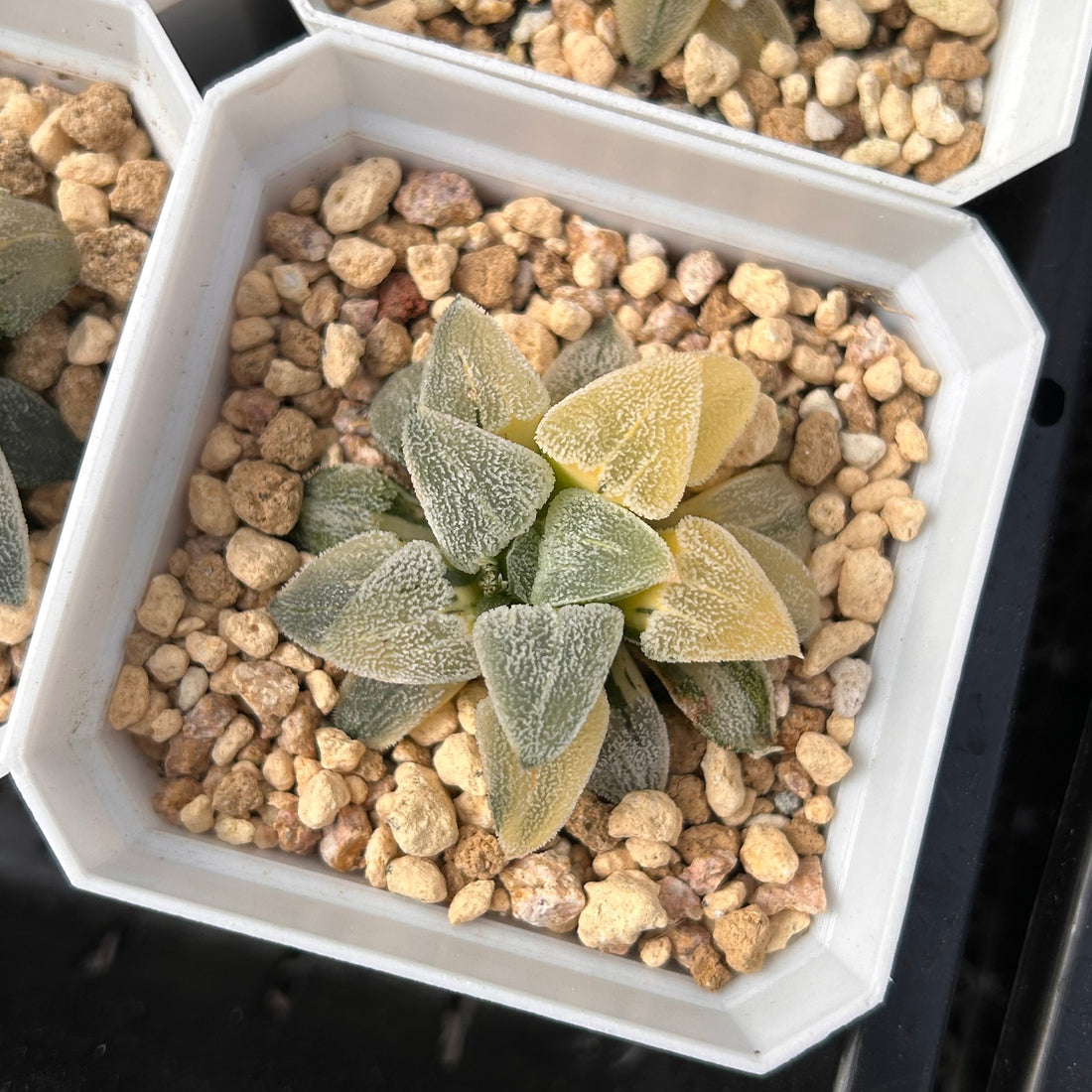 2'' Haworthia Pygmaea Variegated, Rare Live Succulent Plants