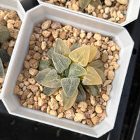 2'' Haworthia Pygmaea Variegated, Rare Live Succulent Plants