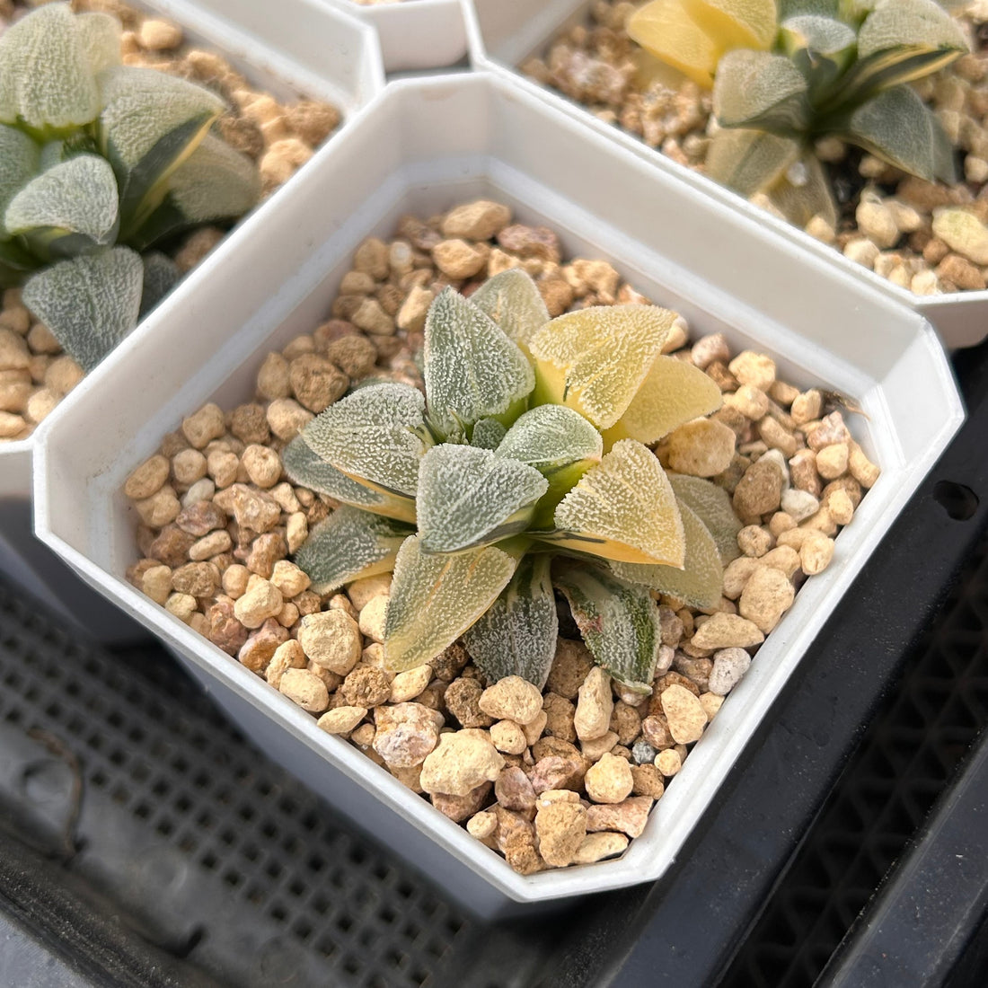 2'' Haworthia Pygmaea Variegated, Rare Live Succulent Plants