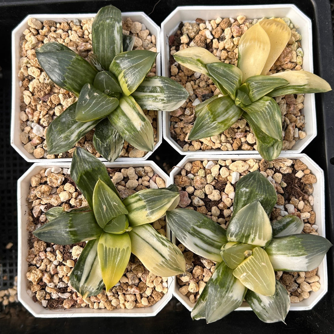 3'' Haworthia Correcta Conker Variegated, Rare Live Succulent Plants