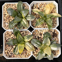 3'' Haworthia Correcta Conker Variegated, Rare Live Succulent Plants