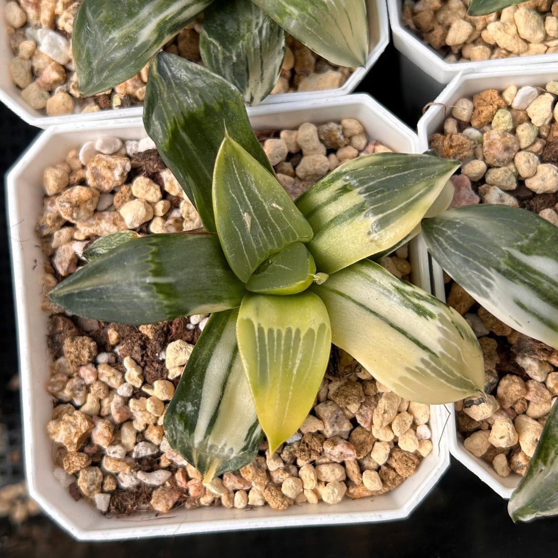 3'' Haworthia Correcta Conker Variegated, Rare Live Succulent Plants