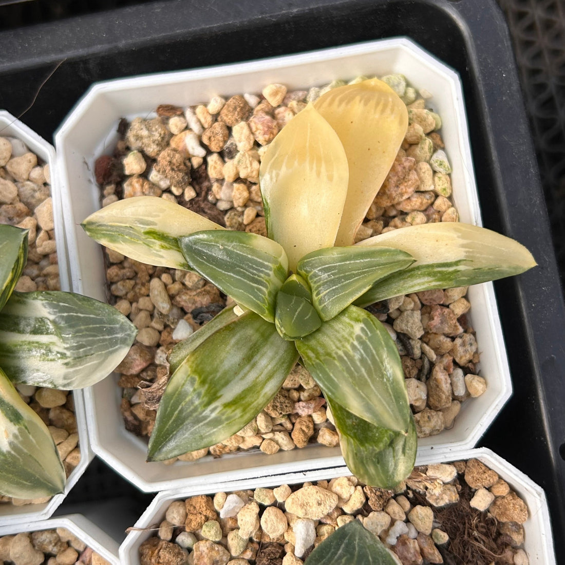3'' Haworthia Correcta Conker Variegated, Rare Live Succulent Plants