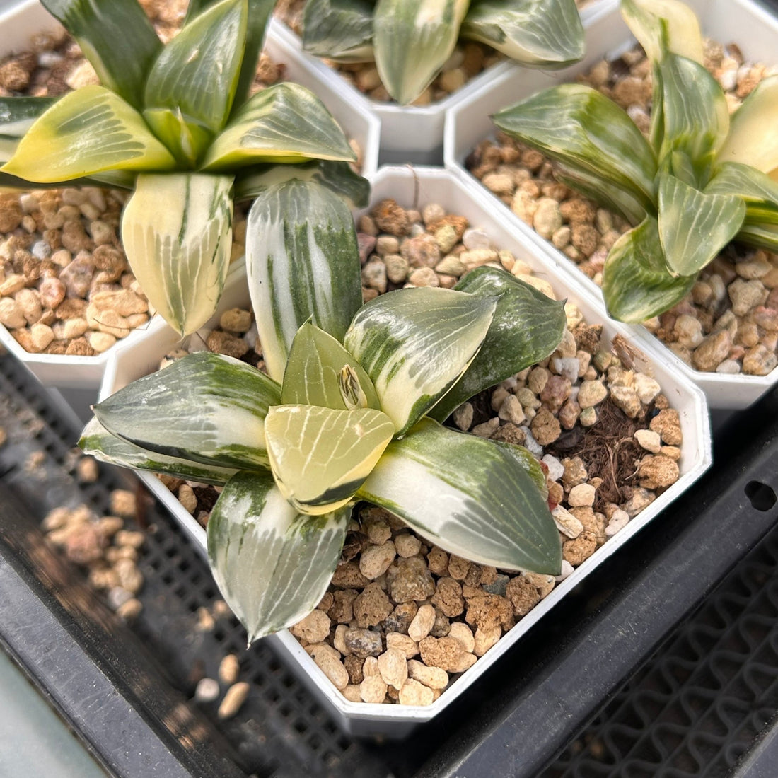 3'' Haworthia Correcta Conker Variegated, Rare Live Succulent Plants