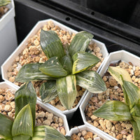 3'' Haworthia Correcta Conker Variegated, Rare Live Succulent Plants