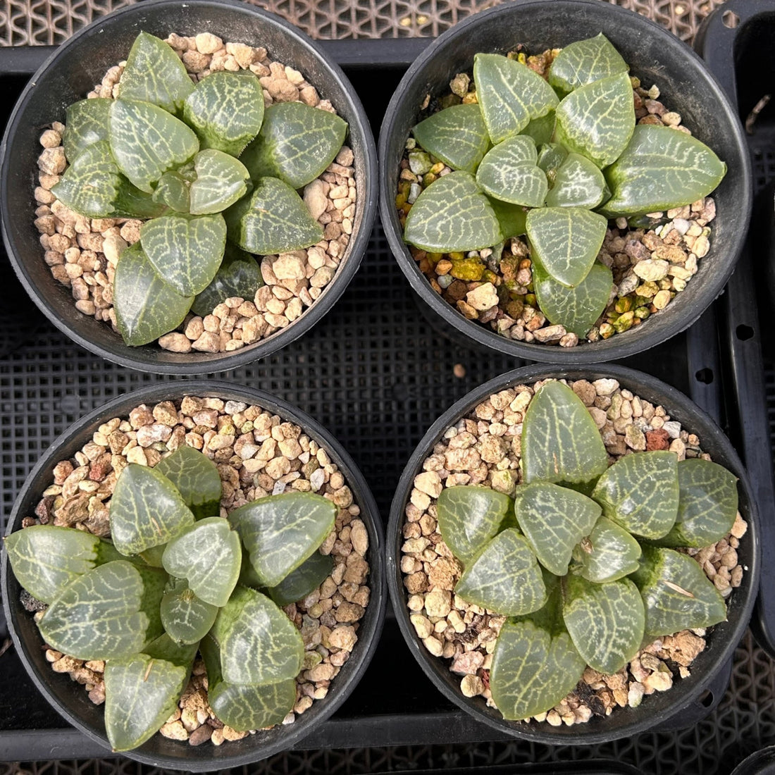 3'' Haworthia Compt Caioa, Rare Live Succulent Plants