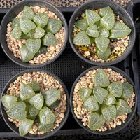 3'' Haworthia Compt Caioa, Rare Live Succulent Plants