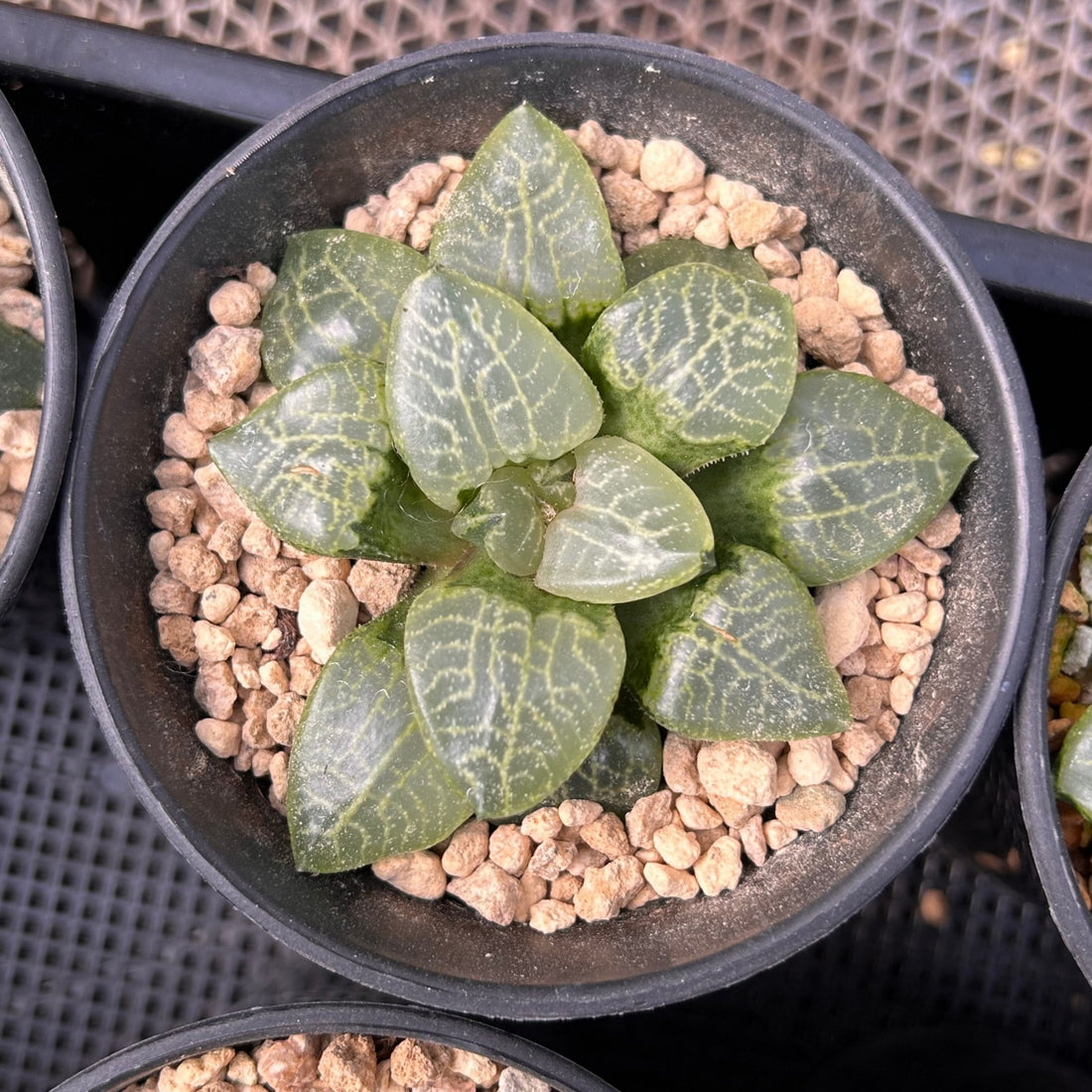 3'' Haworthia Compt Caioa, Rare Live Succulent Plants